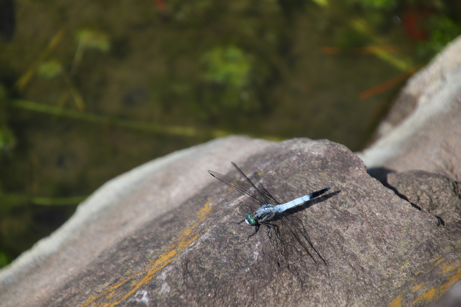 03.08.2025 10:44:01: Japonsko 2025 - Tokyo, Sumida park (Anežka)