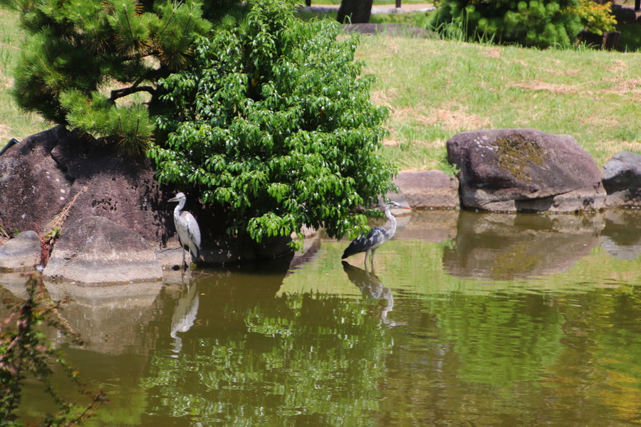 03.08.2025 10:49:03: Japonsko 2025 - Tokyo, Sumida park (Vláďa)