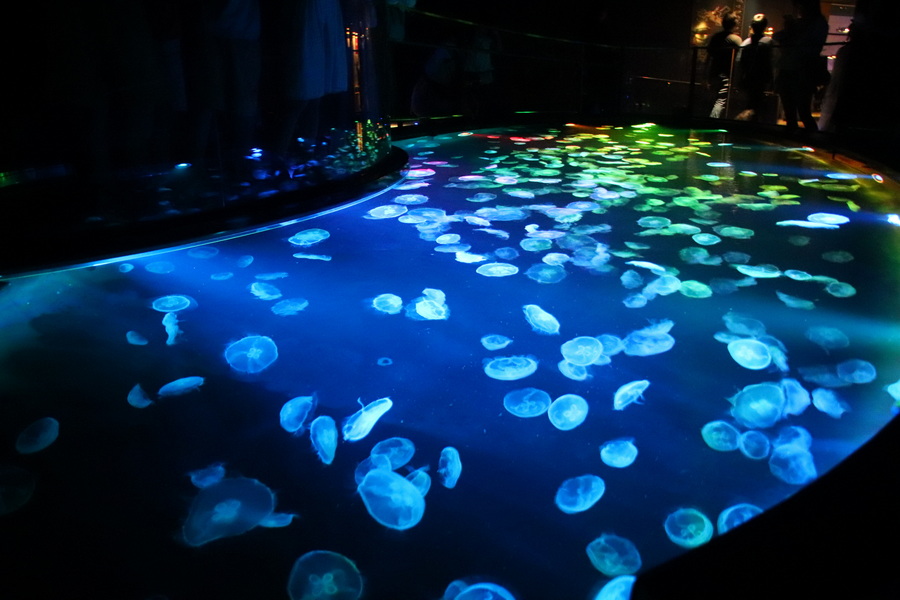 03.08.2025 14:01:20: Japonsko 2025 - Tokyo, Sumida aquarium (Anežka)