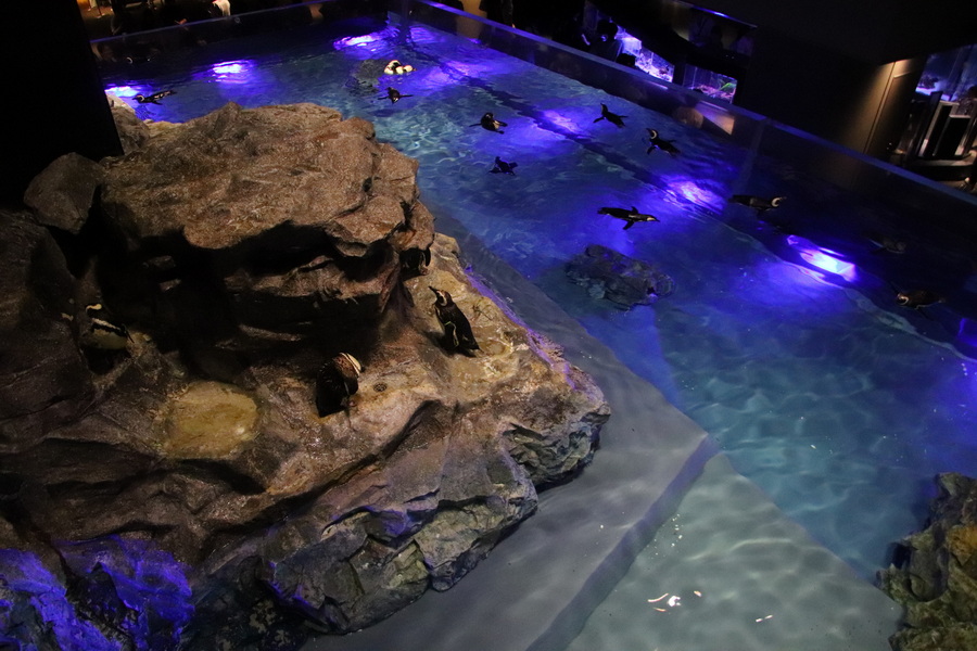 03.08.2025 14:18:56: Japonsko 2025 - Tokyo, Sumida aquarium (Vláďa)