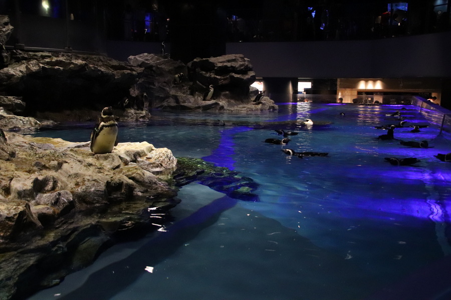 03.08.2025 14:23:43: Japonsko 2025 - Tokyo, Sumida aquarium (Vláďa)