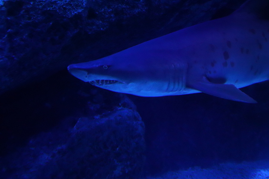 03.08.2025 14:26:27: Japonsko 2025 - Tokyo, Sumida aquarium (Vláďa)