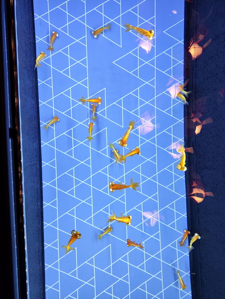 03.08.2025 14:34:02: Japonsko 2025 - Tokyo, Sumida aquarium (Anežka)