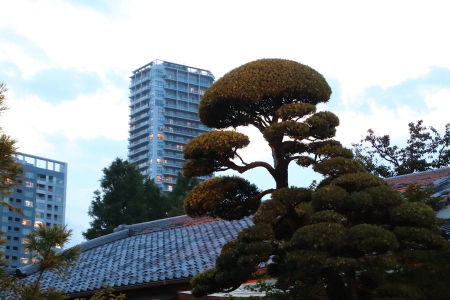 03.08.2025 18:54:26: Japonsko 2025 - Tokyo, Ueno park (Vláďa)