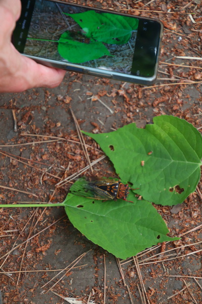 04.08.2025 13:00:44: Japonsko 2025 - Pobřeží u Hachinohe (Anežka)