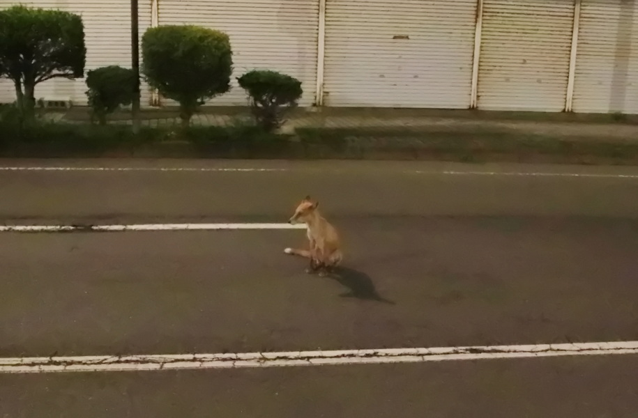 04.08.2025 20:39:53: Japonsko 2025 - Noboribetsu (Jakub)