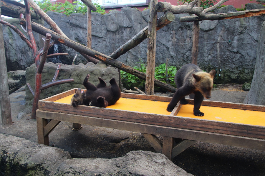 05.08.2025 12:57:21: Japonsko 2025 - Noboribetsu, medvědí park (Anežka)