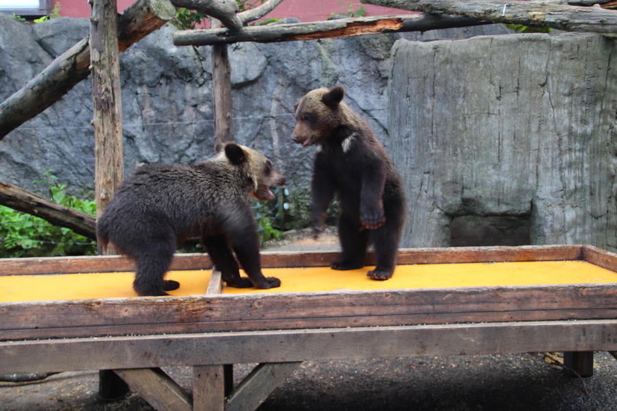5. 8. 2025 13:00:05: Japonsko 2025 - Noboribetsu, medvědí park
