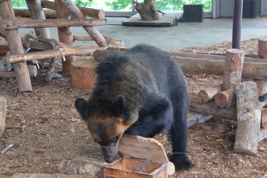 05.08.2025 13:32:34: Japonsko 2025 - Noboribetsu, medvědí park (Anežka)