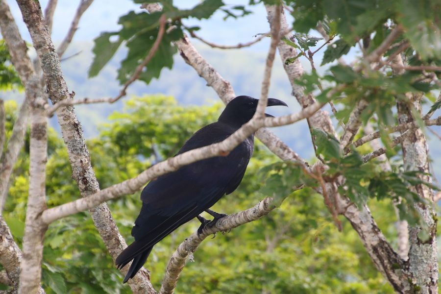 05.08.2025 13:43:12: Japonsko 2025 - Noboribetsu, medvědí park (Vláďa)