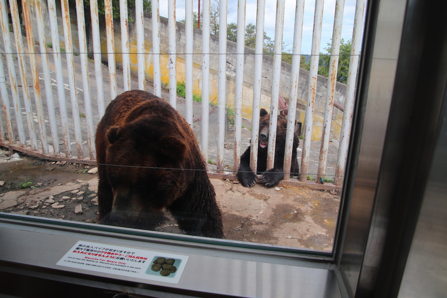 05.08.2025 13:50:38: Japonsko 2025 - Noboribetsu, medvědí park (Vláďa)