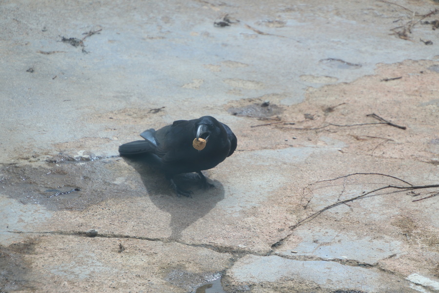 05.08.2025 13:51:55: Japonsko 2025 - Noboribetsu, medvědí park (Vláďa)