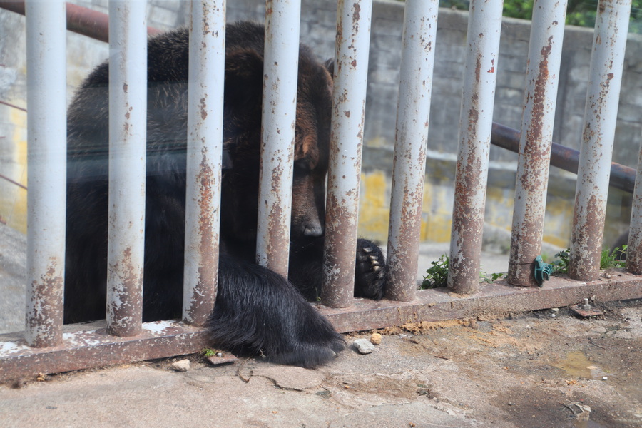 05.08.2025 13:52:44: Japonsko 2025 - Noboribetsu, medvědí park (Vláďa)