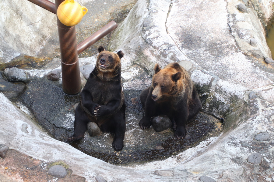 05.08.2025 14:00:49: Japonsko 2025 - Noboribetsu, medvědí park (Vláďa)