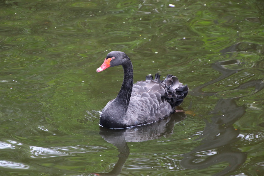 06.08.2025 12:56:07: Japonsko 2025 - Asahikawa, zoo (Vláďa)