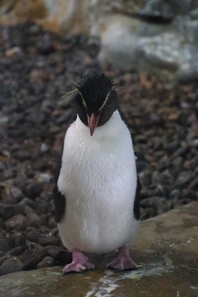 06.08.2025 13:09:24: Japonsko 2025 - Asahikawa, zoo (Vláďa)
