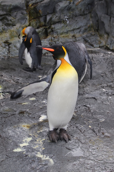 06.08.2025 13:11:18: Japonsko 2025 - Asahikawa, zoo (Vláďa)