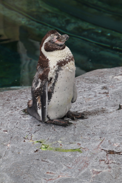 06.08.2025 13:11:50: Japonsko 2025 - Asahikawa, zoo (Vláďa)
