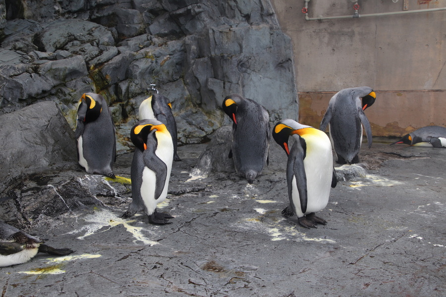 06.08.2025 13:11:58: Japonsko 2025 - Asahikawa, zoo (Vláďa)