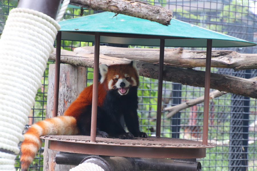 06.08.2025 14:04:37: Japonsko 2025 - Asahikawa, zoo (Vláďa)