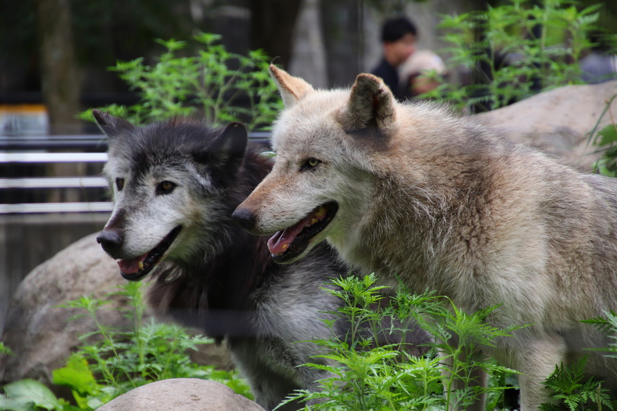 06.08.2025 14:08:56: Japonsko 2025 - Asahikawa, zoo (Vláďa)