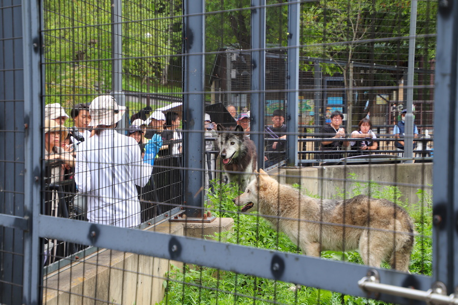 06.08.2025 14:11:40: Japonsko 2025 - Asahikawa, zoo (Vláďa)