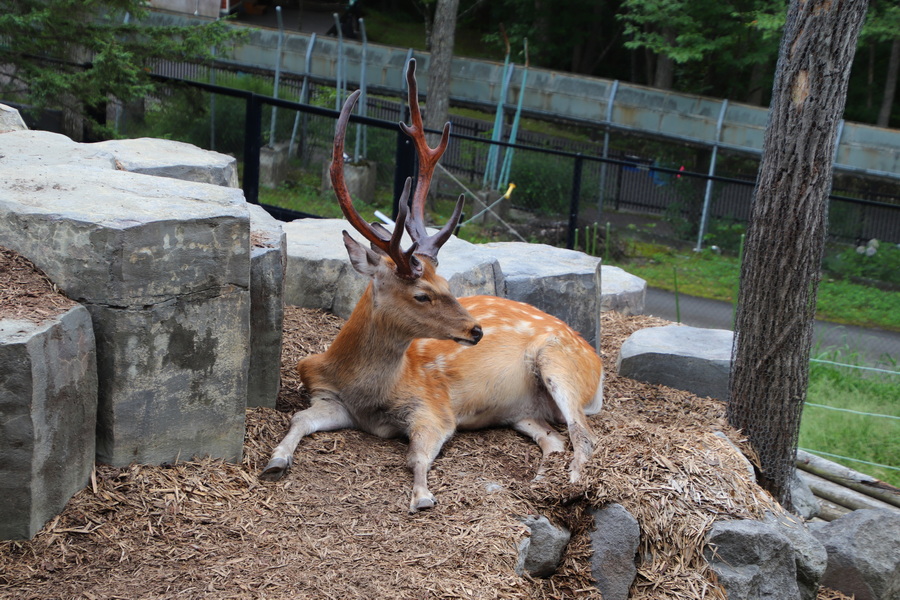 06.08.2025 14:27:49: Japonsko 2025 - Asahikawa, zoo (Vláďa)