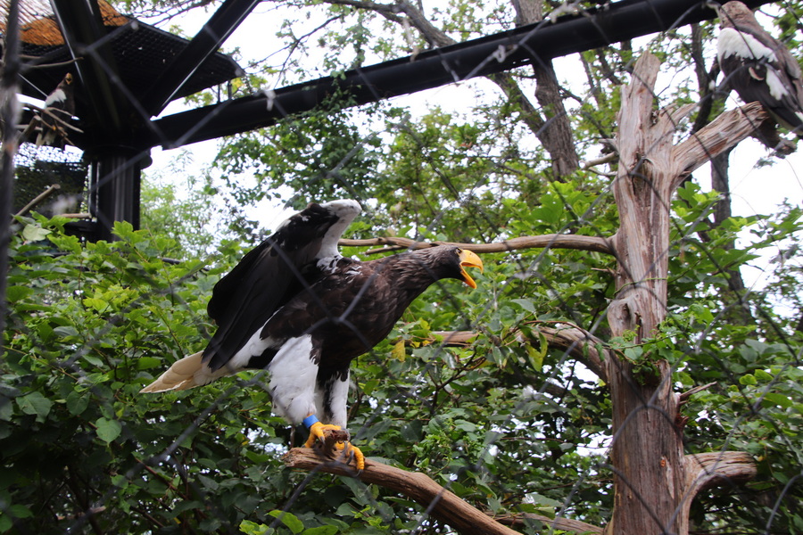 06.08.2025 14:41:06: Japonsko 2025 - Asahikawa, zoo (Vláďa)