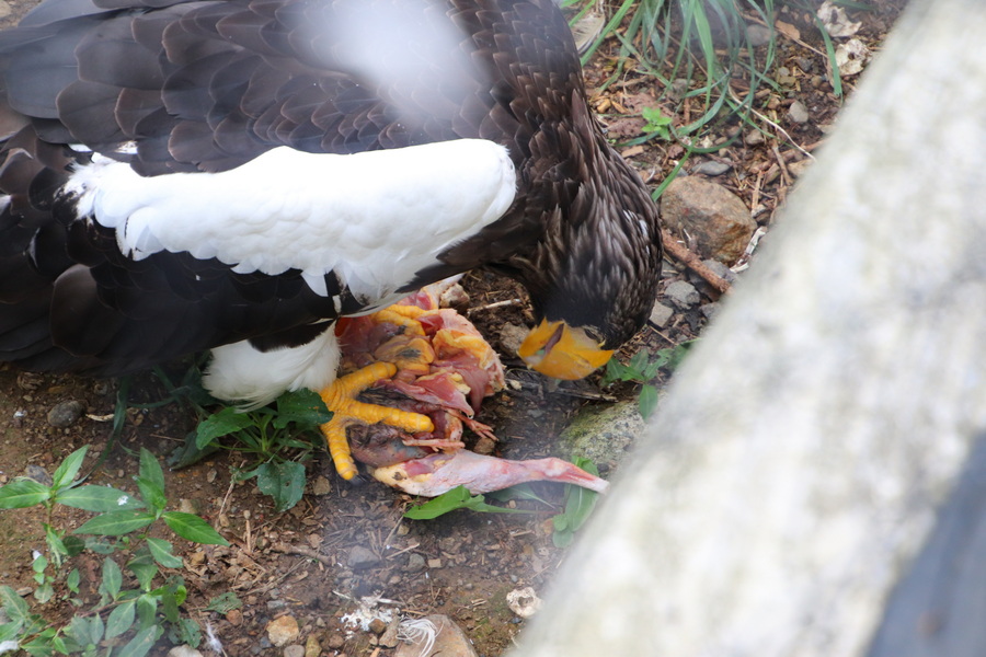06.08.2025 14:44:00: Japonsko 2025 - Asahikawa, zoo (Vláďa)