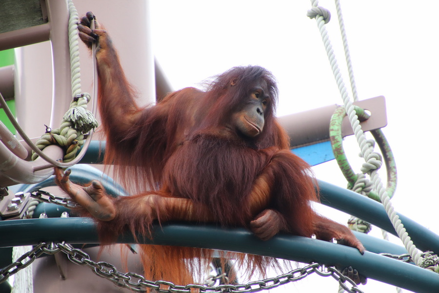 06.08.2025 15:07:54: Japonsko 2025 - Asahikawa, zoo (Vláďa)