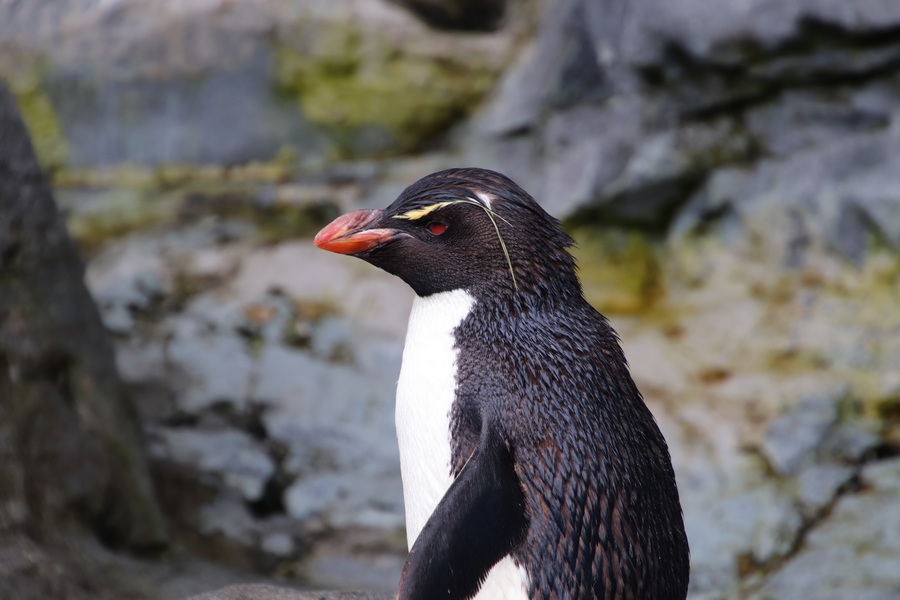 06.08.2025 15:41:44: Japonsko 2025 - Asahikawa, zoo (Vláďa)