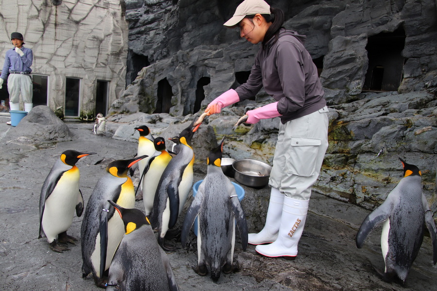 06.08.2025 15:46:35: Japonsko 2025 - Asahikawa, zoo (Vláďa)