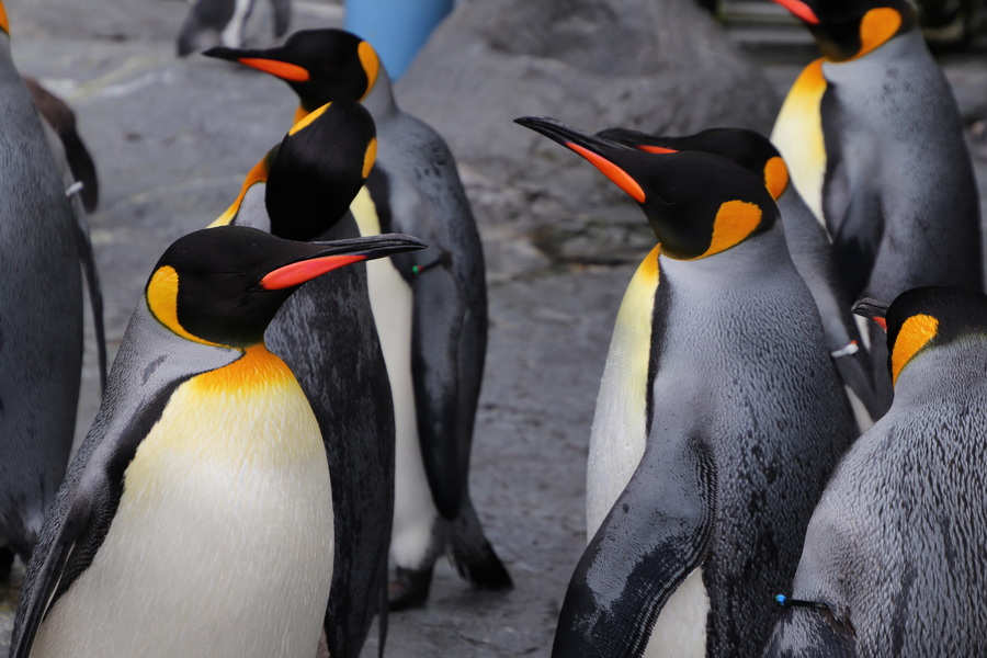 06.08.2025 15:49:23: Japonsko 2025 - Asahikawa, zoo (Vláďa)