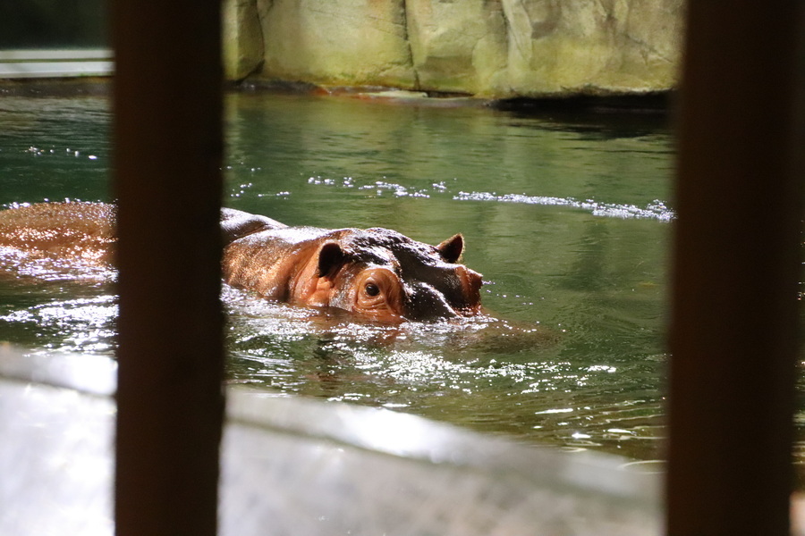 06.08.2025 16:13:38: Japonsko 2025 - Asahikawa, zoo (Vláďa)