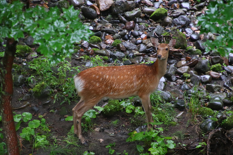 07.08.2025 15:21:35: Japonsko 2025 - Sounkyo, cesta k vodopádům Ginga a Ryusei (Vláďa)