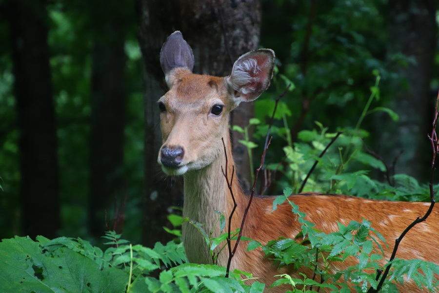 07.08.2025 16:32:16: Japonsko 2025 - Sounkyo, cesta k vodopádům Ginga a Ryusei (Vláďa)