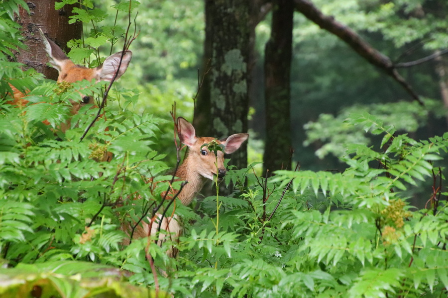 07.08.2025 16:33:04: Japonsko 2025 - Sounkyo, cesta k vodopádům Ginga a Ryusei (Vláďa)
