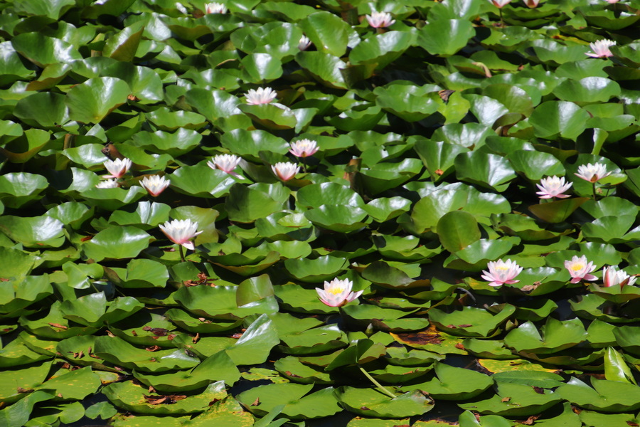 09.08.2025 10:22:05: Japonsko 2025 - Národní park Onuma Quasi (Vláďa)