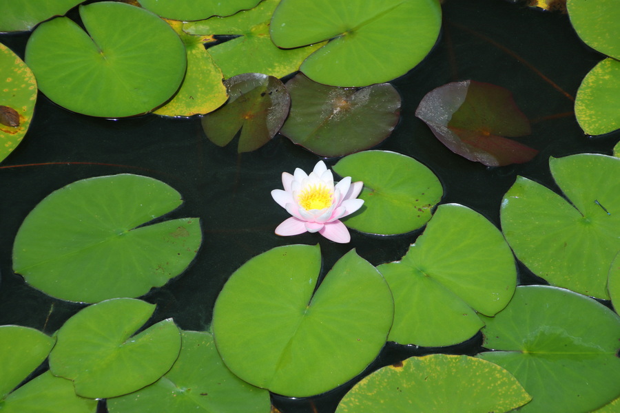 09.08.2025 10:24:43: Japonsko 2025 - Národní park Onuma Quasi (Vláďa)