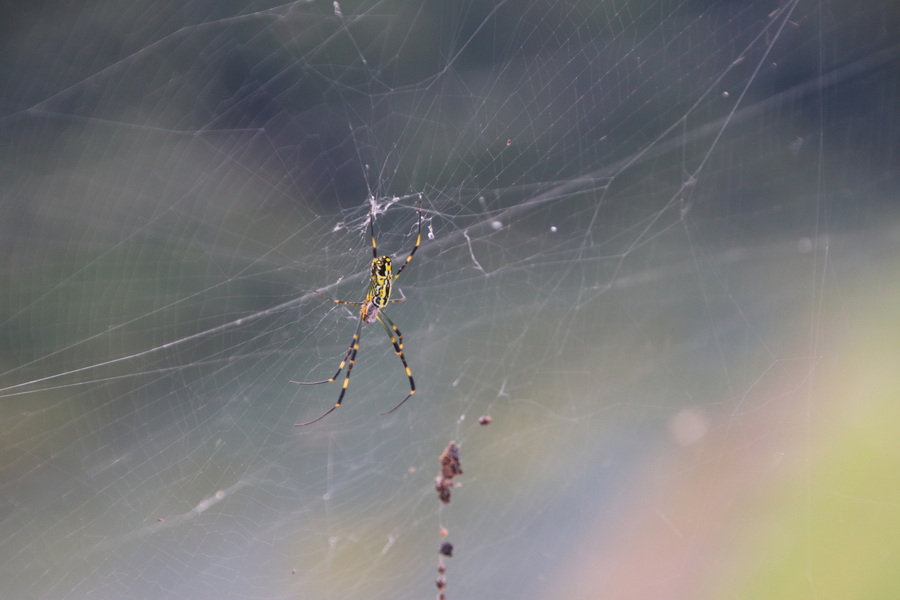 10.08.2025 17:18:53: Japonsko 2025 - Přehrada Tamagawa (Vláďa)