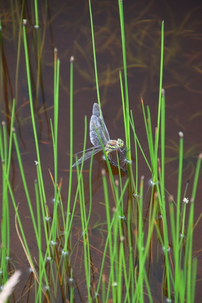 11.08.2025 13:14:20: Japonsko 2025 - Hačimantai (Vláďa)