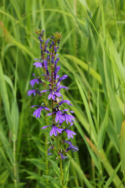 11.08.2025 15:38:50: Japonsko 2025 - Hachimantai Onuma Pond (Vláďa)