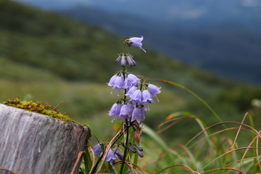 12.08.2025 11:20:53: Japonsko 2025 - Výlet na Onamedake (Vláďa)