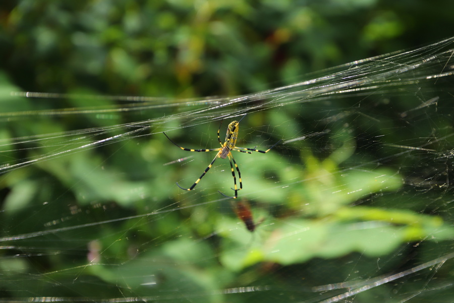 12.08.2025 15:21:12: Japonsko 2025 - Údolí Dakigaeri (Vláďa)