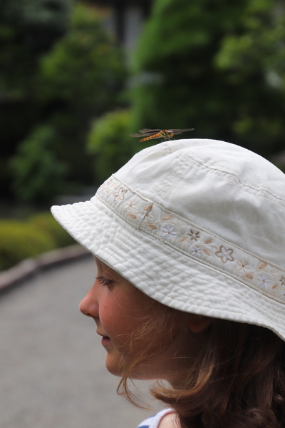 13.08.2025 14:23:37: Japonsko 2025 - Nikko (Terka)