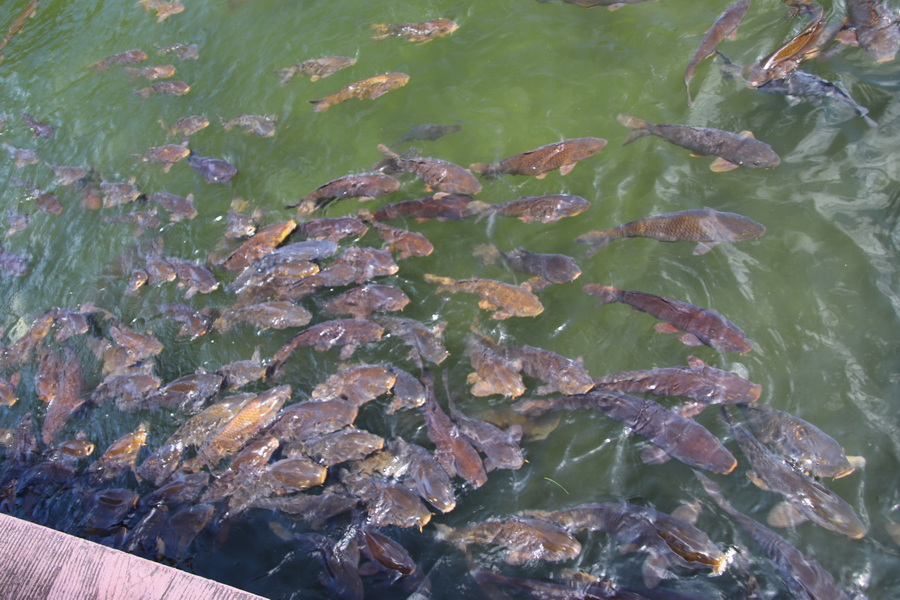 14.08.2025 11:50:31: Japonsko 2025 - Macumoto, park Agatanomori (Vláďa)