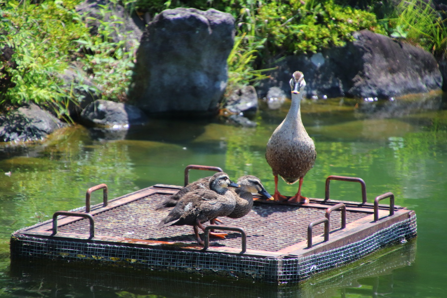 14.08.2025 11:55:14: Japonsko 2025 - Macumoto, park Agatanomori (Terka)