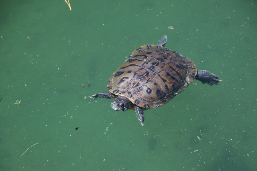 14.08.2025 11:55:32: Japonsko 2025 - Macumoto, park Agatanomori (Terka)