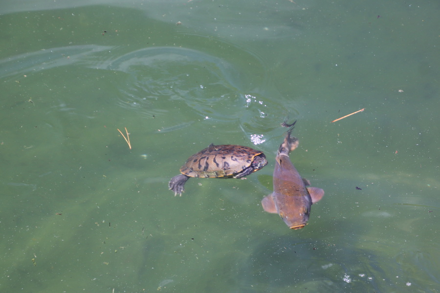 14.08.2025 11:55:47: Japonsko 2025 - Macumoto, park Agatanomori (Terka)