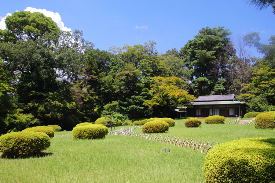 15.08.2025 11:51:12: Japonsko 2025 - Tokyo, Meiji Jingu (Vláďa)